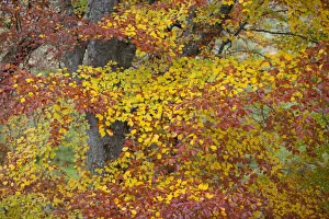Images Dated 9th February 2012: European beech leaves (Fagus sylvatica) changing colour in autumn, Rothiemurchus