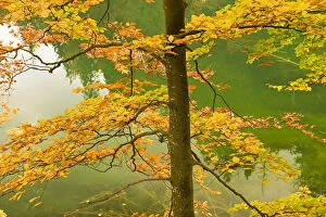 Images Dated 7th October 2008: European beech tree (Fagus sylvatica) by Proscansko Lake, Upper lakes, Plitvice Lakes National Park