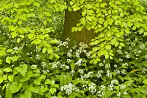 Images Dated 26th April 2009: European beech tree (Fagus sylvatica) and undergrowth including Wild garlic (Allium