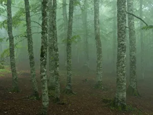 Images Dated 2nd June 2009: European beech tree (Fagus sylvatica) forest in light mist, Pollino National Park