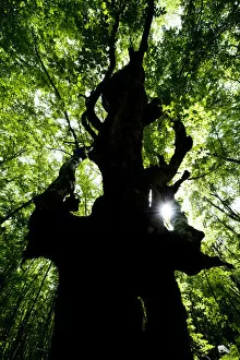 Images Dated 21st June 2009: European beech tree (Fagus sylvatica) silhouetted in a pristine forest near the river Lepenjica