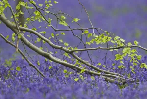 Liliaceae Prints: European beech tree (Fagus sylvatica) branch above a Bluebell (Hyacinthoides non-scripta