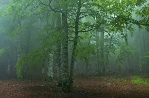 European beech tree (Fagus sylvatica) forest in mist, Pollino National Park, Basilicata