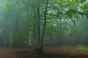 European beech tree (Fagus sylvatica) forest in mist, Pollino National Park, Basilicata European beech tree (Fagus sylvatica) forest in mist, Pollino National Park, Basilicata