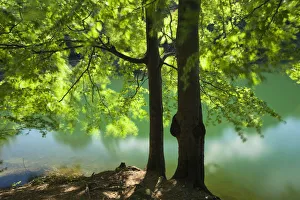 European beech tree (Fagus sylvatica) by lake with wind blowing leaves, Morske Oko Reserve