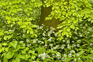 European beech tree (Fagus sylvatica) and undergrowth including Wild garlic (Allium