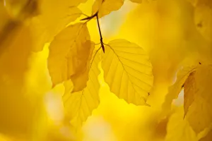 The National Forest Prints: European Beech tree {Fagus sylvatica} Yellow leaves in autumn, Sence Valley Forest Park