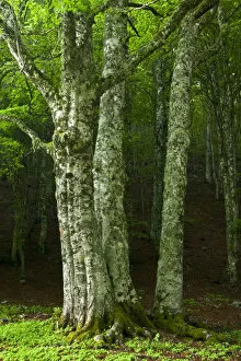 Images Dated 1st June 2009: European beech trees (Fagus sylvatica) Pollino National Park, Basilicata, Italy