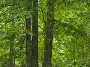 Images Dated 3rd June 2009: European beech trees (Fagus sylvatica) Pollino National Park, Basilicata, Italy