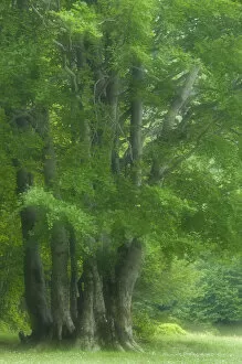 Images Dated 3rd June 2009: European beech trees (Fagus sylvatica) Pollino National Park, Basilicata, Italy