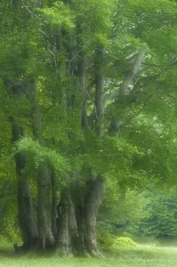 Images Dated 3rd June 2009: European beech trees (Fagus sylvatica) Pollino National Park, Basilicata, Italy