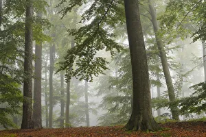 European beech trees (Fagus sylvatica) in autumn mist, Retz Forest, Aisne, Picardy