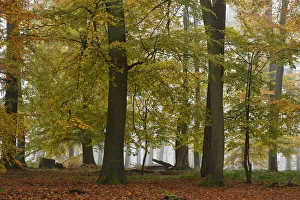 European beech trees (Fagus sylvatica) in autumn mist, Retz Forest, Aisne, Picardy