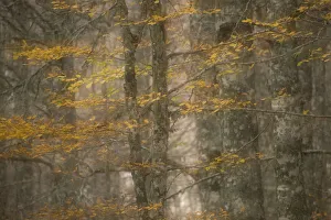 European beech trees (Fagus sylvatica) with autumnal leaves in forest, Pollino National Park