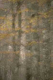 European beech trees (Fagus sylvatica) with autumnal leaves in forest, Pollino National Park