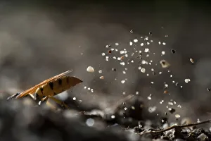 Bee Killer Wasp Prints: European beewolf (Philanthus triangulum) digging nest burrow, Budapest, Hungary