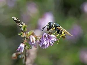 Wasp Prints: European beewolf (Philanthus triangulum) male