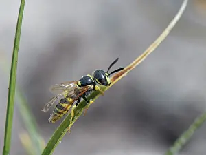 Wasp Prints: European beewolf (Philanthus triangulum) male with worn wings late in the season