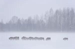 Images Dated 19th February 2009: European bison (Bison bonasus) in agricultural field, Bialowieza NP, Poland, February