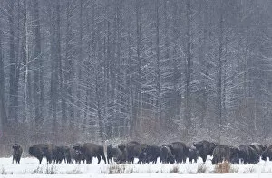 European bison (Bison bonasus) in agricultural field, Bialowieza NP, Poland, February
