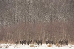 Images Dated 18th February 2009: European bison (Bison bonasus) in agricultural field near forest, Bialowieza NP, Poland