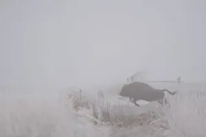 European bison (Bison bonasus) in an agricultural field jumping a ditch, Bialowieza NP