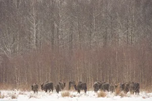European bison (Bison bonasus) in agricultural field near forest, Bialowieza NP, Poland