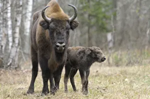 Zapovednik Prints: European Bison (Bison bonasus) calf and mother portrait