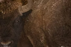 European bison (Bison bonasus) close up, Bialowieza NP, Poland, February 2009