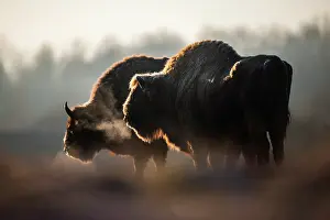 Wisent Prints: Two European bison (Bison bonasus) at dawn on a cold morning