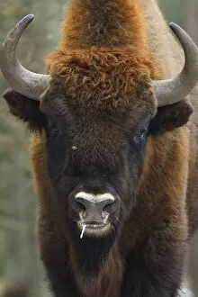Images Dated 6th February 2014: European bison (Bison bonasus), Drawsko Military area, Western Pomerania, Poland, February