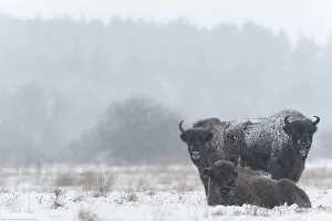 Images Dated 18th February 2009: European bison (Bison bonasus) in field in snow, Bialowieza NP, Poland, February 2009
