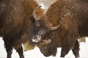 Images Dated 23rd February 2009: Two European bison (Bison bonasus) fighting, Bialowieza NP, Poland, February 2009