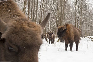 European bison (Bison bonasus) gathering at feeding site, Bialowieza NP, Poland