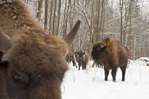 Bovids Prints: European bison (Bison bonasus) gathering at feeding site, Bialowieza NP, Poland
