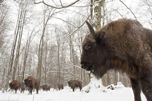 Bovids Prints: European bison (Bison bonasus) gathering at winter feeding site, Bialowieza NP, Poland