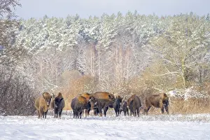 Wisent Prints: European bison (Bison bonasus) herd in agricultural field covered with snow near forest