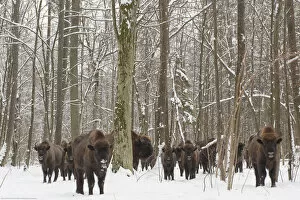 European bison (Bison bonasus) herd gathering at winter feeding site, Bialowieza NP