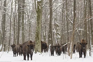 Bovids Prints: European bison (Bison bonasus) herd gathering at winter feeding site, Bialowieza NP