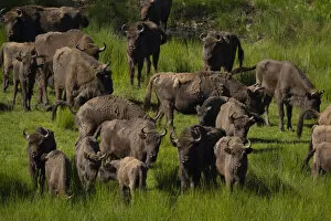European bison (Bison bonasus) herd in grassland. Eriksberg Wildlife and Nature Park