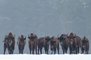 Artiodactyla Prints: European bison (Bison bonasus) herd standing in a line snowy field with forest behind