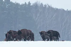 Artiodactyla Prints: European bison (Bison bonasus) herd standing in snowy field with forest behind