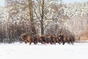 Artiodactyla Prints: European bison (Bison bonasus) herd walking through snowy field
