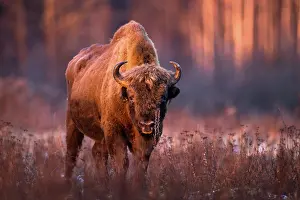 Bovidae Prints: European bison (Bison bonasus) portrait