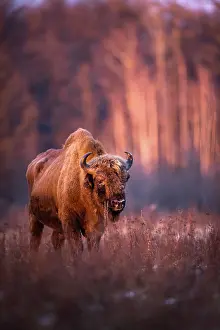 Bovidae Prints: European bison (Bison bonasus) portrait