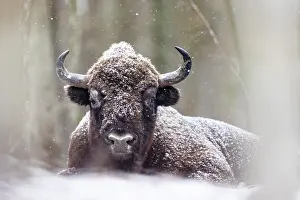 Wisent Prints: European bison (Bison bonasus) resting in falling snow