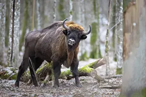 Bovidae Prints: European bison (Bison bonasus) scratching against a tree trunk in forest