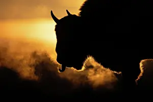 Wisent Prints: European bison (Bison bonasus) silhouetted at sunrise