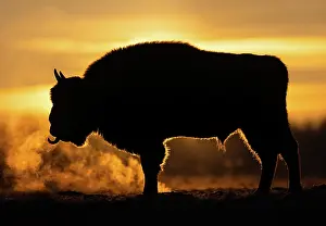 European bison (Bison bonasus) silhouetted at sunrise, portrait, Bialowieza Forest, Bialowieza National Park, Poland. February