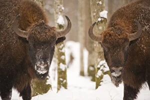 Images Dated 23rd February 2009: Two European bison (Bison bonasus) in snow, Bialowieza forest, Poland, February 2009